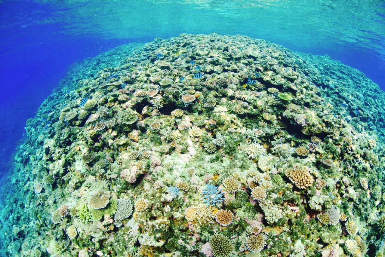 Joya Otel Ishigaki  Dış mekan fotoğraf